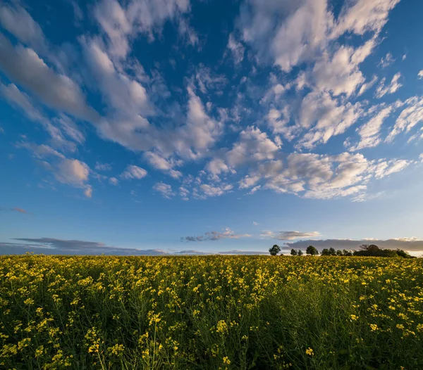 Primavera Pôr Sol Colza Amarelo Florescendo Campos Vista Céu Azul — Fotografia de Stock