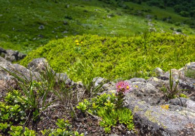 Yaz mevsiminde kayalık yamaçlarda pembe gül sulu çiçekler..