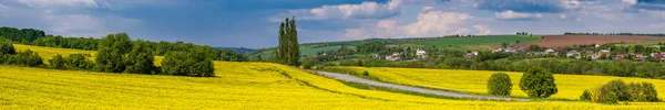 Cesta Jarním Řepkovým Semenem Žluté Kvetoucí Pole Panoramatický Výhled Modrá — Stock fotografie