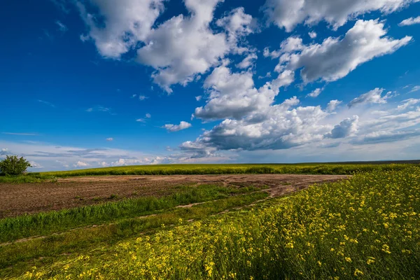 Jarní Krajina Pohled Špinavou Cestou Řepkové Žluté Kvetoucí Pole Vesnice — Stock fotografie
