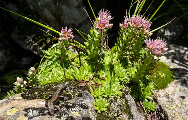 粉红玫瑰多汁的花朵在夏天的岩石山坡上 在灌木丛中没有尾巴的蜥蜴 — 图库照片
