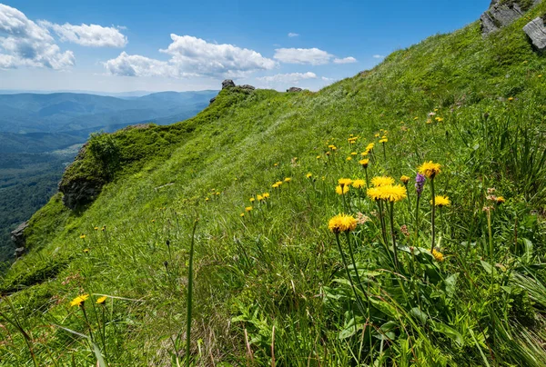 Żółte Kwiaty Zboczu Letniej Góry Góra Pikuj Karpaty Ukraina — Zdjęcie stockowe