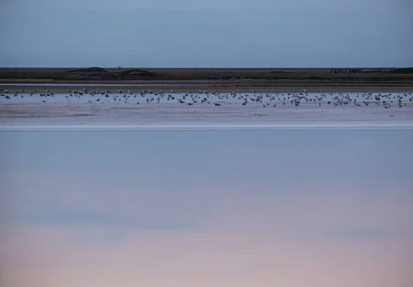 Puesta Sol Lago Extremadamente Salado Rosado Genichesk Coloreado Por Microalgas —  Fotos de Stock