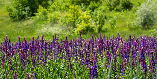 Zomer Bloeien Wilde Paarse Salvia Bloemen Bekend Als Weide Clary — Stockfoto