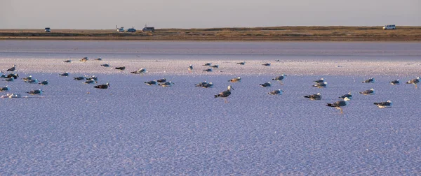 Seagull Birds Sunset Genichesk Pink Extremely Salty Lake Colored Microalgae — Stock Photo, Image