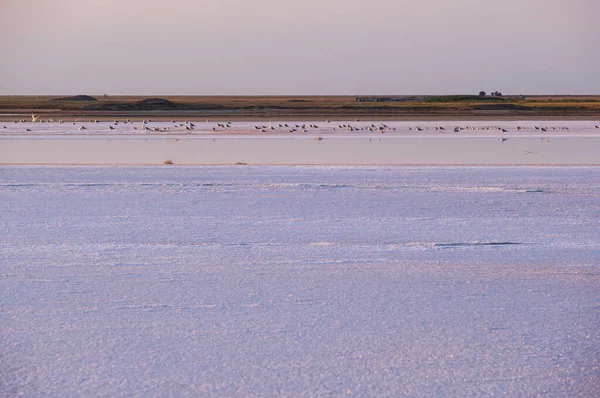 Ptaki Mewy Zachodzie Słońca Genichesk Różowe Niezwykle Słone Jezioro Barwione — Zdjęcie stockowe