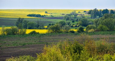 İlkbahar kırsal manzarası kolza ait sarı çiçek açan tarlalar, bahçeler, tepeler. Ukrayna, Lviv Bölgesi.