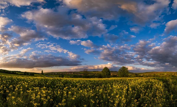 Primavera Pôr Sol Colza Amarelo Florescendo Campos Vista Céu Azul — Fotografia de Stock