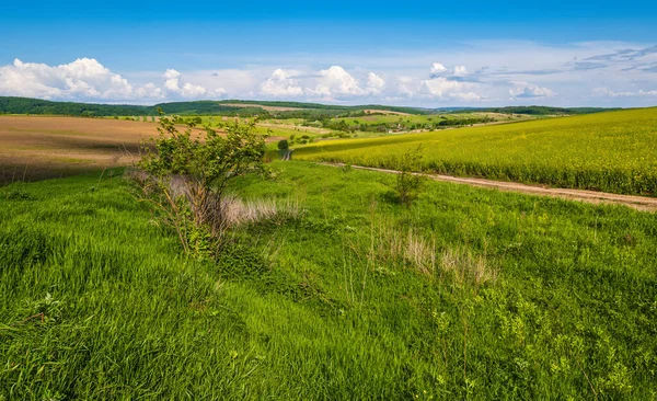 Jarní Krajina Pohled Špinavou Cestou Řepkové Žluté Kvetoucí Pole Vesnice — Stock fotografie