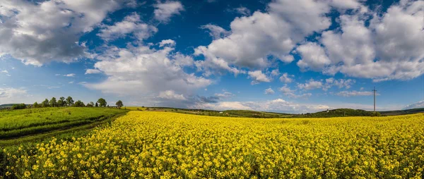 Bahar Kolza Tohumu Sarı Çiçek Açan Tarlalar Panoramik Manzara Mavi — Stok fotoğraf