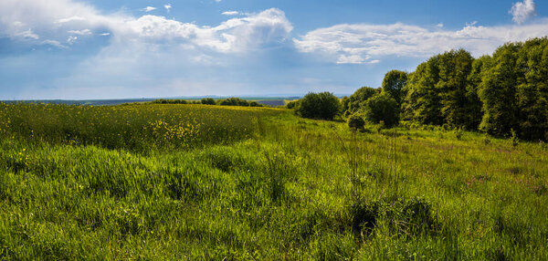 Весенний вид с рапсовыми желтыми цветущими полями, маленькой рощей и грязной дорогой, синим небом с облаками. Природная среда, хорошая погода, климат, экология, фермерство, сельская красота.