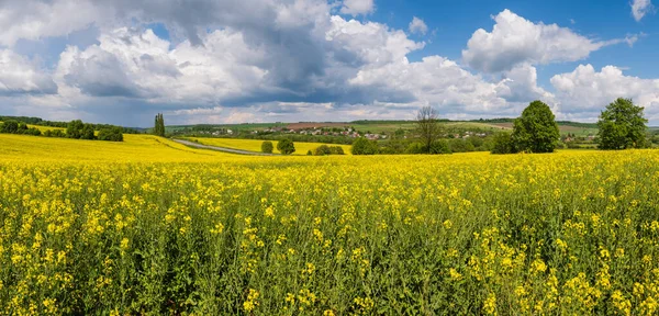 Cesta Jarním Řepkovým Semenem Žluté Kvetoucí Pole Panoramatický Výhled Modrá — Stock fotografie