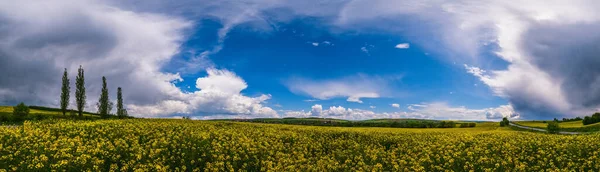 Weg Door Lente Koolzaad Gele Bloeiende Velden Panoramisch Uitzicht Blauwe — Stockfoto