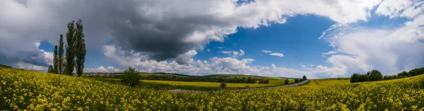 Estrada Através Primavera Colza Campos Floridos Amarelos Vista Panorâmica Céu — Fotografia de Stock