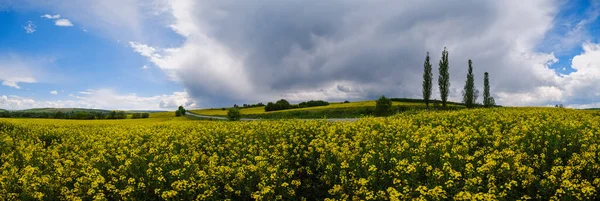 Cesta Jarními Řepkovými Semínky Žluté Kvetoucí Pole Panoramatický Výhled Modrá — Stock fotografie