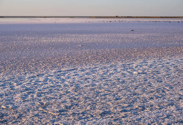 Západ Slunce Genichesk Růžové Extrémně Slané Jezero Zbarvené Mikrořasami Krystalickými — Stock fotografie