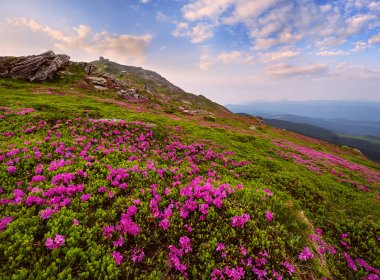 Pembe gül rhododendron çiçekleri (önde, yakın planda) yaz dağı yamacında ve Pip Ivan Dağı 'nın arkasında gözlemevi harabeleriyle. Carpathian, Chornohora, Ukrayna.