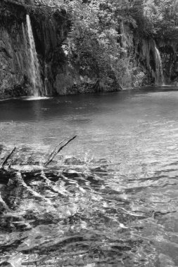 Gri tonlu. Güzel küçük şelalelerin yaz manzarası ve gölün dibindeki kuru ağaç gövdesi (Plitvice Gölleri Ulusal Parkı, Hırvatistan).