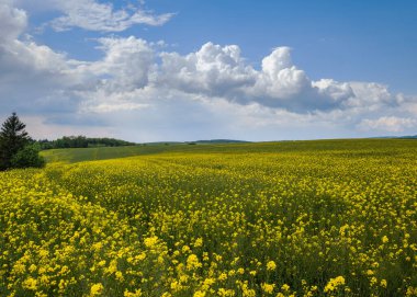 Bahar kolza çiçeği sarı çiçek tarlaları. Doğal mevsim, iyi hava, iklim, eko, tarım, kırsal güzellik kavramı.