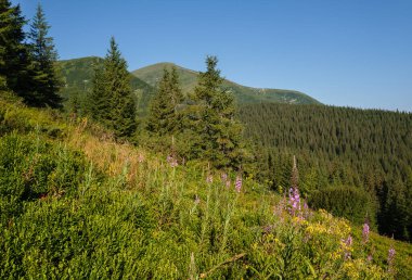 Pembe çiçekli Sally ve sarı hiperikum çiçekleri yaz dağı yamacında. Chornohora sırtı, Karpatya dağları, Ukrayna.