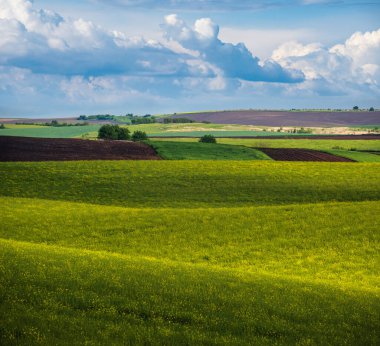 Bahar akşamı manzarası, güneş ışığında açan sarı kolza tohumu tarlaları ve bulut gölgeleri. Doğal mevsim, iyi hava, iklim, eko, tarım, kırsal güzellik kavramı.