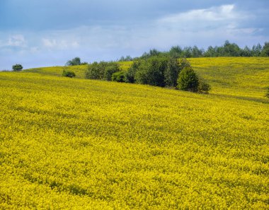 Bahar kolza tohumu sarı çiçek açan tarlalar panoramik manzara, mavi gökyüzü ve güneş ışığı bulutları. Doğal mevsim, iyi hava, iklim, eko, tarım, kırsal güzellik kavramı.
