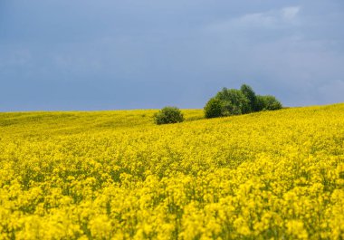 Bahar kolza tohumu sarı çiçek açan tarlalar, güneş ışığında bulutlu gökyüzü. Doğal mevsim, iyi hava, iklim, eko, tarım, kırsal güzellik kavramı.