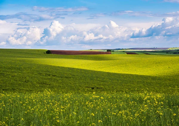 Spring evening view with rapeseed yellow blooming fields in sunlight with cloud shadows. Natural seasonal, good weather, climate, eco, farming, countryside beauty concept.