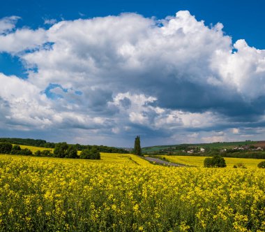Bahar aylarında kolza tohumu açan sarı tarlalar, mavi gökyüzü ve güneş ışığı altında bulutlar. Doğal mevsim, iyi hava, iklim, eko, tarım, kırsal güzellik kavramı.
