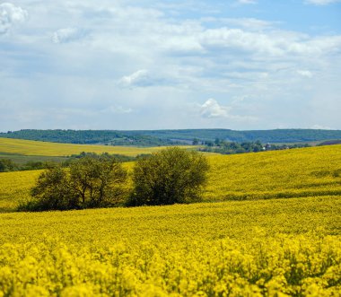 Bahar kolza tohumu sarı çiçek açan tarlalar, güneş ışığında bulutlu gökyüzü. Doğal mevsim, iyi hava, iklim, eko, tarım, kırsal güzellik kavramı.