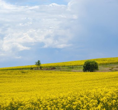 Bahar kolza tohumu sarı çiçek açan tarlalar, güneş ışığında bulutlu gökyüzü. Doğal mevsim, iyi hava, iklim, eko, tarım, kırsal güzellik kavramı.