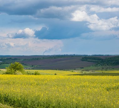 Bahar kolza tohumu sarı çiçek açan tarlalar panoramik manzara, mavi gökyüzü ve güneş ışığı bulutları. Doğal mevsim, iyi hava, iklim, eko, tarım, kırsal güzellik kavramı.