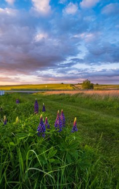 İlkbahar günbatımı kırsal manzarası patikanın yanında yabani lup çiçekleri ve uzak diyarlarda açan kolza tohumu sarı çiçek tarlaları. Ukrayna, Lviv Bölgesi.