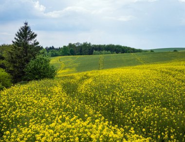 Bahar kolza tohumu sarı çiçek açan tarlalar panoramik manzara, güneş ışığında bulutlu gökyüzü. Doğal mevsim, iyi hava, iklim, eko, tarım, kırsal güzellik kavramı.