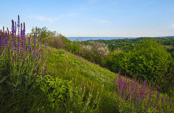 Dnipro river blossoming shores summer landscape, Trakhtemyriv historical hilly peninsula on Kaniv water Reservoir Cherkasy Region, Ukraine.