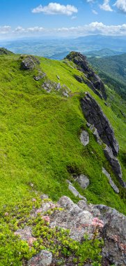Yaz aylarında kayalık yamaçlarda pembe gül sulu çiçekler. Pikuj Dağı, Karpatlar, Ukrayna.