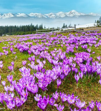 Avrupa, Ukrayna 'daki Karpat dağ yaylası vadisinde renkli çiçek açan mor Crocus heuffelianus (Crocus vernus) alp çiçekleri. Güzel kavramsal bahar manzarası.