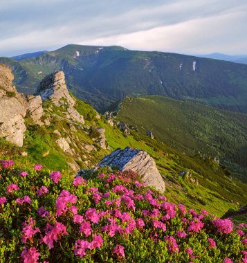Pembe gül Rhododendron çiçek sabah erken yaz dağ eğim, Carpathian, Chornohora, Ukrayna.