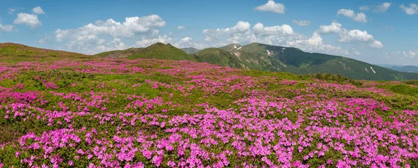 Pendientes Florecientes Flores Rododendro Las Montañas Cárpatos Chornohora Ucrania Verano —  Fotos de Stock