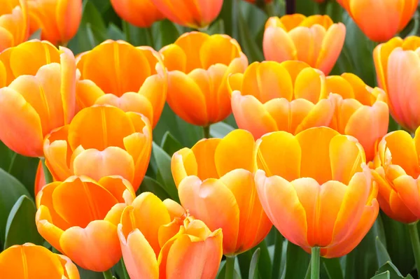 Beautiful Orange Tulips Closeup Pond Spring Park — Stock Photo, Image
