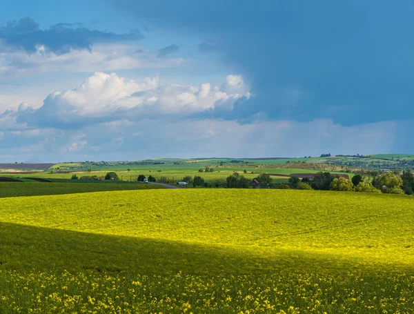 Spring Evening View Rapeseed Yellow Blooming Fields Sunlight Cloud Shadows — Stock Photo, Image