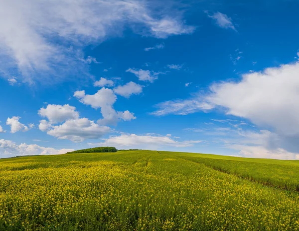 Piszkos Tavaszi Repcemag Sárga Virágzó Mezők Panorámás Kilátás Kék Felhők — Stock Fotó