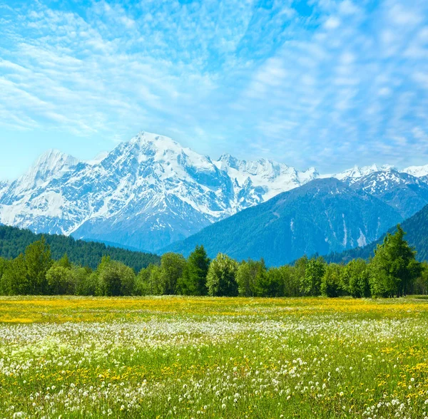 Tarassaco Fiorito Primaverile Prato Alpino Italia Con Cielo Azzurro Nuvoloso — Foto Stock