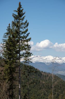 Karpatlar 'ın bahar manzaralı ilk karı üstte, Ukrayna.