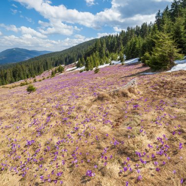 Bahar ayında çiçek açan mor Crocus heuffelianus (Crocus vernus) Alp çiçekleri Karpat dağ yaylası, Ukrayna.