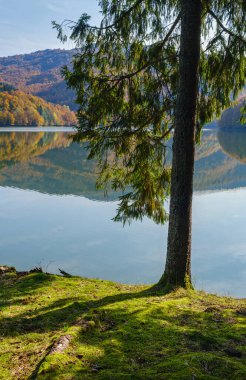 Resimli gölün kıyısındaki orman çayırı. Tereblya nehri üzerindeki Vilshany su deposu, Transcarpathia, Ukrayna. Karpat Dağları 'nda güzel bir sonbahar günü.