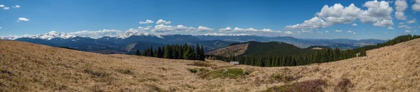 乌克兰喀尔巴阡山高原春天的全景 开着紫罗兰红花高山花 — 图库照片