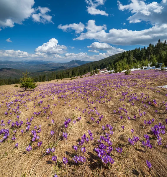 Ανθισμένα Μωβ Βιολετί Crocus Heuffelianus Crocus Vernus Αλπικά Λουλούδια Στην — Φωτογραφία Αρχείου