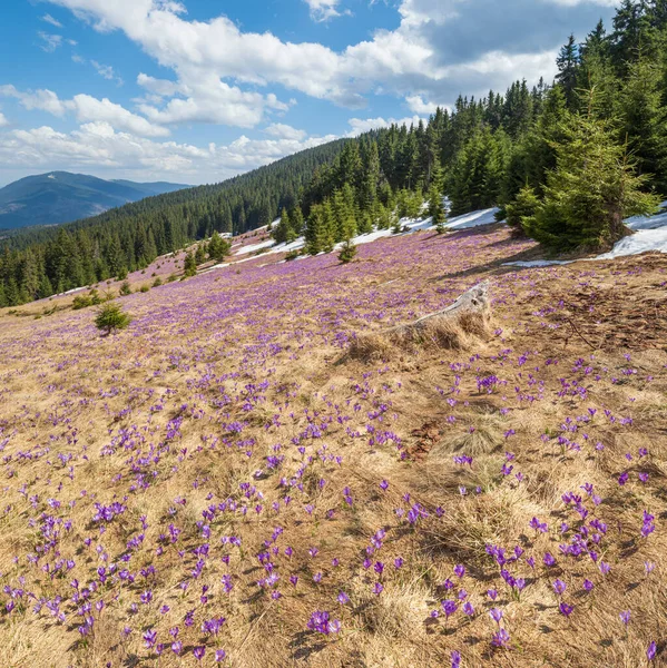 紫色の紫色の花を咲かせるクロッカス ヘッフェリアヌス クロッカス ヴェルヌス 高山の花を咲かせるウクライナ カルパティア山脈高原 — ストック写真