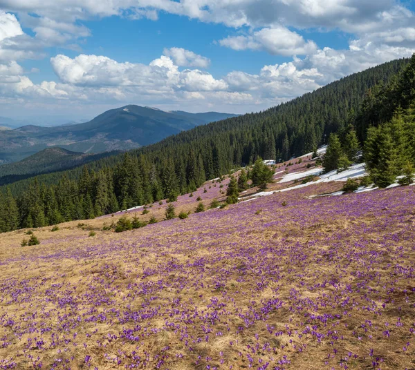 紫色の紫色の花を咲かせるクロッカス ヘッフェリアヌス クロッカス ヴェルヌス 高山の花を咲かせるウクライナ カルパティア山脈高原 — ストック写真
